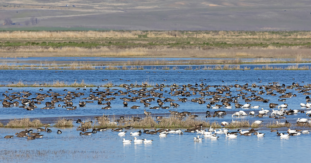 Waterfowl in wetland area. Photo by GaryKramer.net.jpg